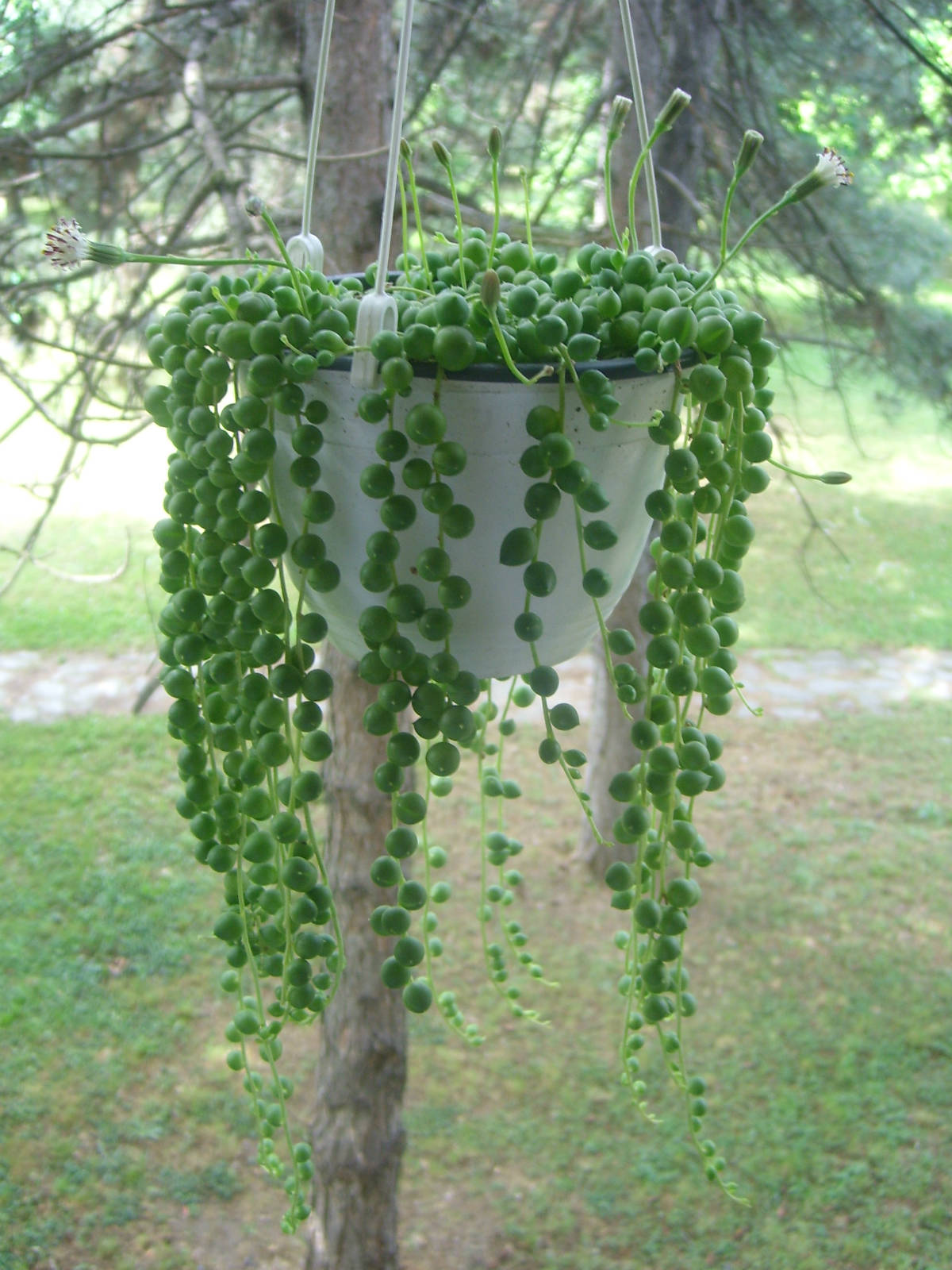 string of pearls